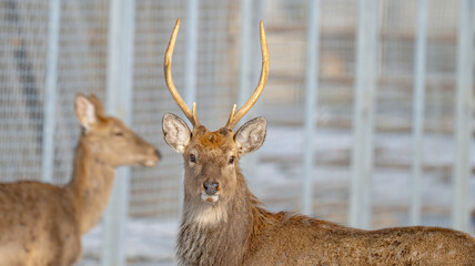 Naklejka premium Photo of deer at the zoo