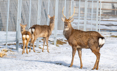 Naklejka premium Photo of deer at the zoo
