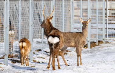 Naklejka premium Photo of deer at the zoo