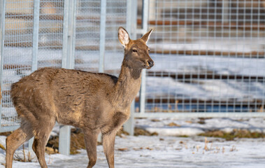Naklejka premium Photo of deer at the zoo