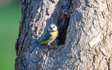 Naklejka premium photo of a blue tit