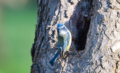 Naklejka premium photo of a blue tit
