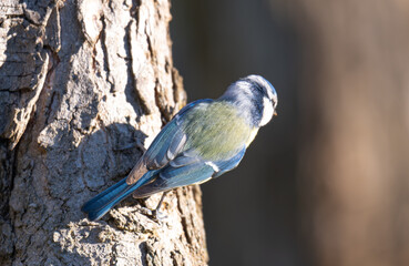 Naklejka premium photo of a blue tit
