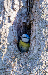 Naklejka premium photo of a blue tit