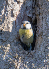 Naklejka premium photo of a blue tit