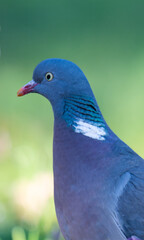 Naklejka premium photo of a wood pigeon