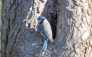 Naklejka premium photo of a blue tit