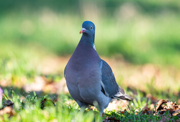 Fototapeta premium photo of a wood pigeon