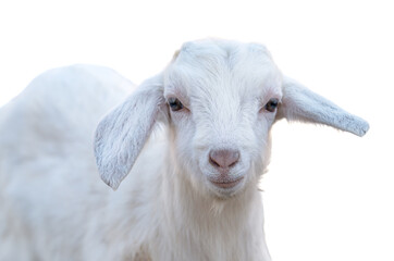 Fototapeta premium A photo of a goat isolated