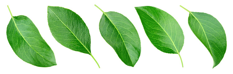 Obraz premium Set pears leaf Isolated on transparent background. Green pears leaves collection isolated on transparent