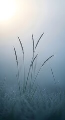 Obraz premium Dew-covered grass shimmering in the early morning mist with a soft sun glow creating a serene and peaceful natural landscape water drops peaceful environment tranquil vertical close-up delicate