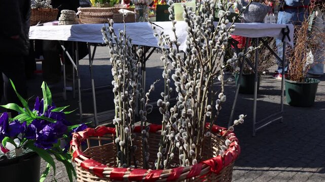 Willow branches with soft catkins arranged in wicker basket at outdoor market stall bright sunlight creates natural spring atmosphere and detailed texture