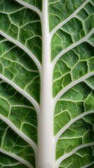 Macro green leaf texture with detailed veins natural organic pattern botanical background fresh plant structure close up eco nature concept high resolution symmetrical composition