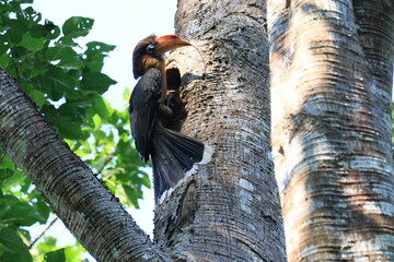 The Tickell's Brown Hornbill inhabits and forages in tropical forests within the Kaeng Krachan National Park, a World Heritage Site in Phetchaburi Province, Thailand. © Somsak