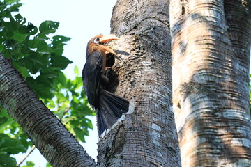 The Tickell's Brown Hornbill inhabits and forages in tropical forests within the Kaeng Krachan National Park, a World Heritage Site in Phetchaburi Province, Thailand. © Somsak