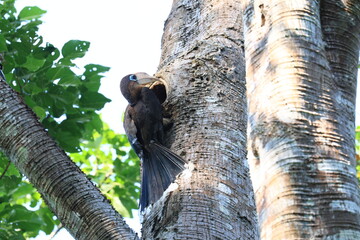 The Tickell's Brown Hornbill inhabits and forages in tropical forests within the Kaeng Krachan National Park, a World Heritage Site in Phetchaburi Province, Thailand. © Somsak