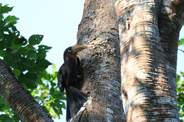 The Tickell's Brown Hornbill inhabits and forages in tropical forests within the Kaeng Krachan National Park, a World Heritage Site in Phetchaburi Province, Thailand. © Somsak