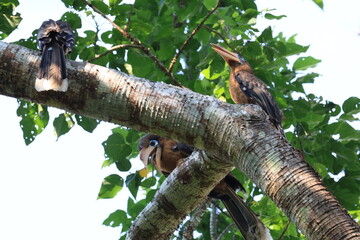 The Tickell's Brown Hornbill inhabits and forages in tropical forests within the Kaeng Krachan National Park, a World Heritage Site in Phetchaburi Province, Thailand. © Somsak