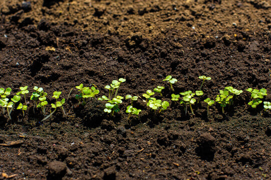 Young turnip seedlings sprouting with fresh green cotyledons in a garden.