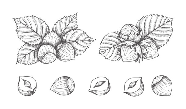 Hand drawn hazelnuts with leaves and individual nuts food vintage