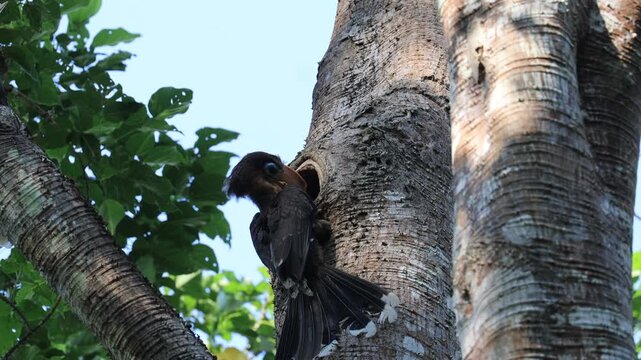 The Tickell's Brown Hornbill inhabits and forages in tropical forests within the Kaeng Krachan National Park, a World Heritage Site in Phetchaburi Province, Thailand.