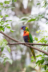 Naklejka premium Portrait of a beautifully vibrant, multi-coloured Rainbow Lorikeet (Trichoglossus moluccanus) perched on a branch surrounded by lush green foliage. Photographed on a bright sunny day.