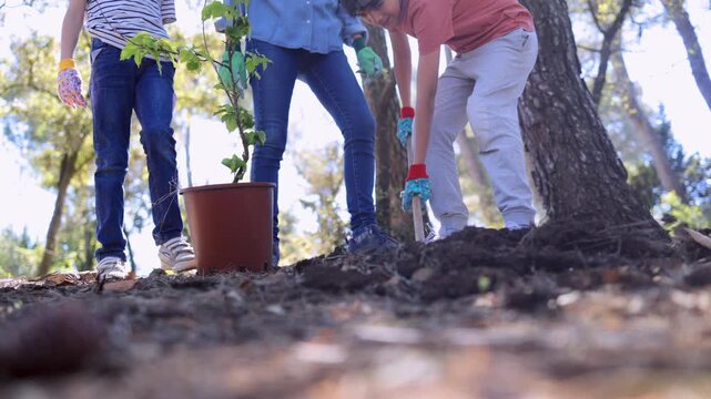 Low-angle view of family planting a tree sapling in the forest for reforestation, with volunteers digging a hole using a shovel and preparing the young plant for conservation