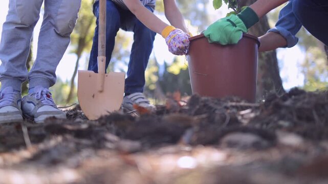 Group of dedicated volunteers planting a new tree in the forest, contributing to environmental conservation, reforestation, and a greener future for the community