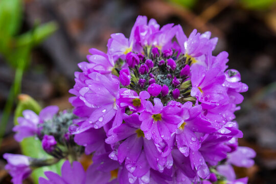 Fresh rain awakening purple primula