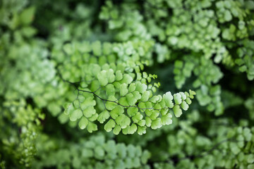 Close-up of a beautifully delicate maidenhair fern (Adiantum) with wiry dark stems and lacy vibrant green foliage. © Nautilus Creative