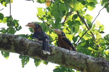 The Tickell's Brown Hornbill inhabits and forages in tropical forests within the Kaeng Krachan National Park, a World Heritage Site in Phetchaburi Province, Thailand. © Somsak