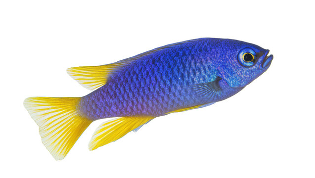 Vibrant Blue Apistogramma Fish with Yellow Fins and Body Markings