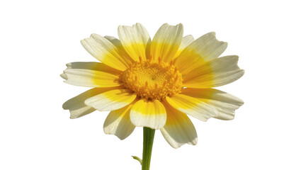 Yellow tipped daisy flower with green stem and white petals © Michal