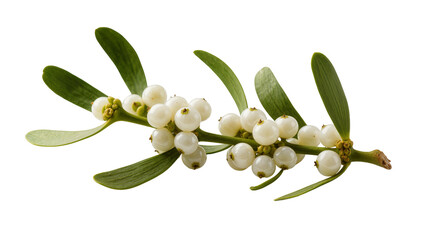 Green Mistletoe Branch with Cream Colored Berries © Michal