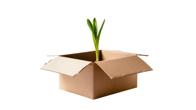 Brown cardboard box with vibrant green plant sprout growing inside