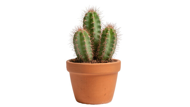 Green prickly cactus plant in terracotta pot