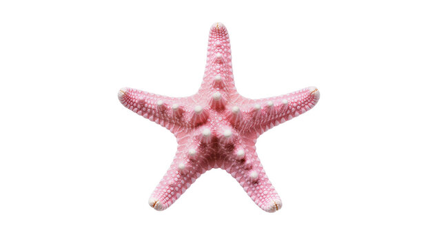 Pink textured starfish with small white spots and spiny surface