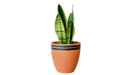 Obraz premium Terracotta Potted Snake Plant with Green and Yellow Striped Leaves