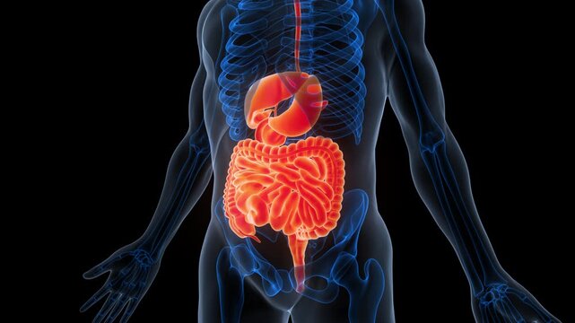 Human Digestive System Anatomy Animation Concept