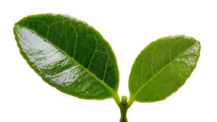 Fototapeta premium Vibrant green glossy leaves with central stem and visible veins