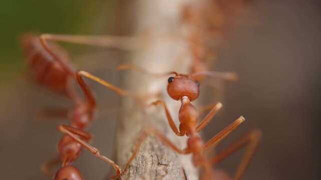 ants on a leaf