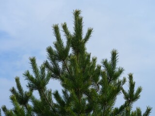 The top branches of a lush green pine tree against a blue sky. © rosinka79