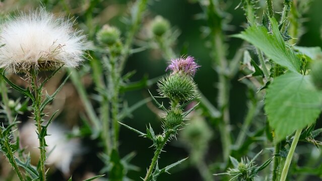 Close-up of a blooming purple thistle flower and a white seed head on a prickly green stem in the field.