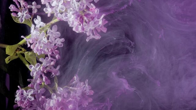 Lilac cluster in swirling violet vortex, dynamic macro shot with smoky ribbons circling into center over dark background laboratory style visual