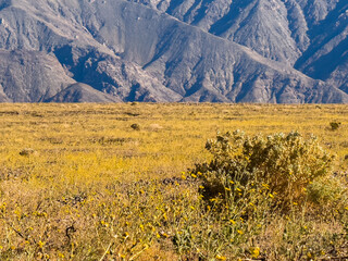 A wildflower bloom carpets the valley floor in golden yellow, framed by rugged, sun-scorched ridges of a stark Death Valley mountain range. © Dan Van Pelt