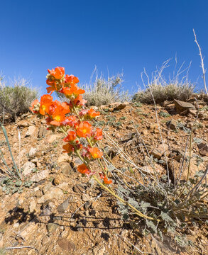 A vibrant globemallow bursts with fiery orange blooms against a stark desert hillside, its resilient beauty defying the arid, rocky terrain beneath a cloudless blue sky.