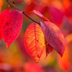 Obraz premium Close-up of vibrant, crimson leaves on a tree branch, basking in sunlight