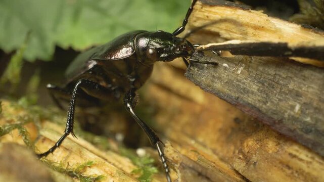 Ground beetle (Carabus granulatus), high detail macro view of insect in nature,
