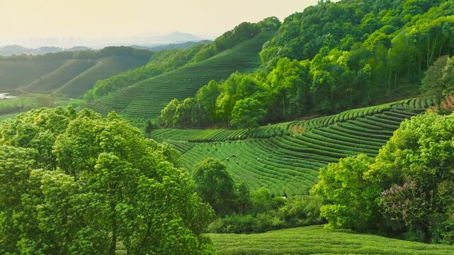 Scenic Tea Plantation in a Hilly Region