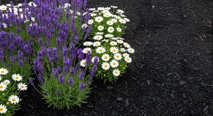 Vibrant purple lavender and white daisy-like flowers blooming in dark garden mulch, creating a beautiful contrast.